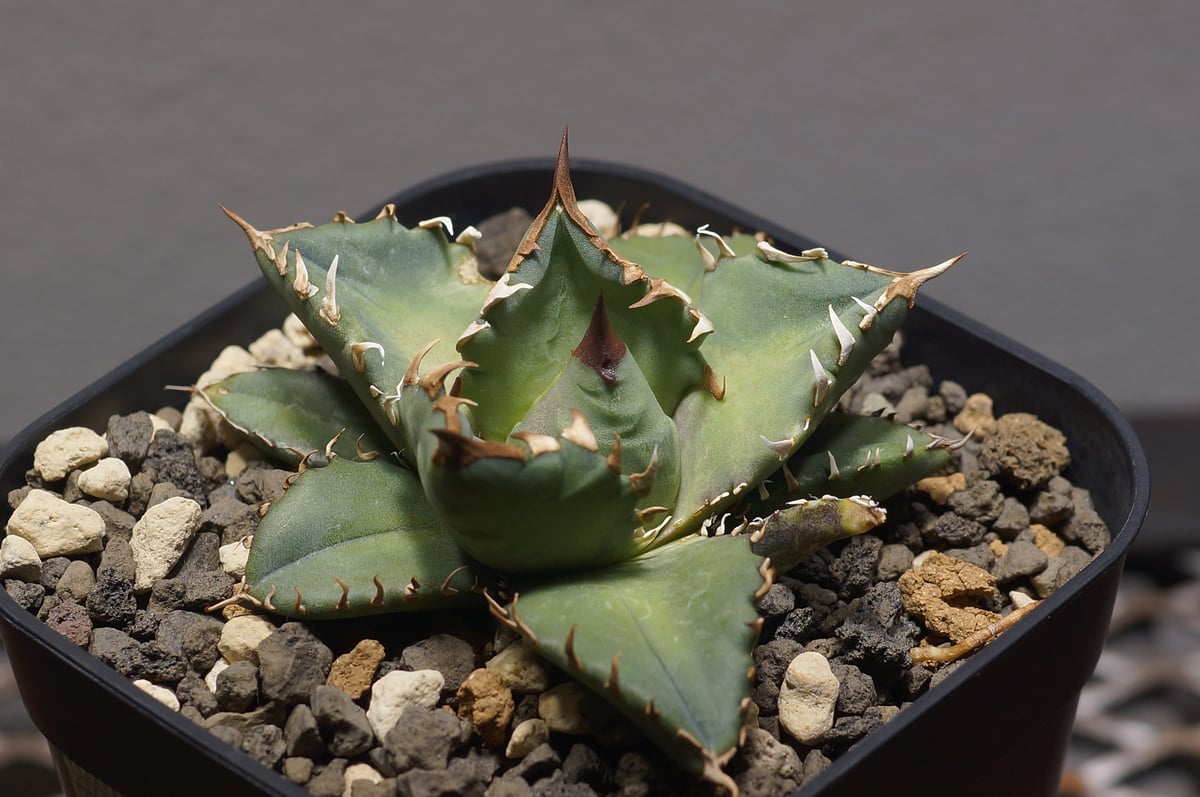 アガベ チタノタ 姫厳竜（ボールタイプ）/ HM-08 | アガベ専門店