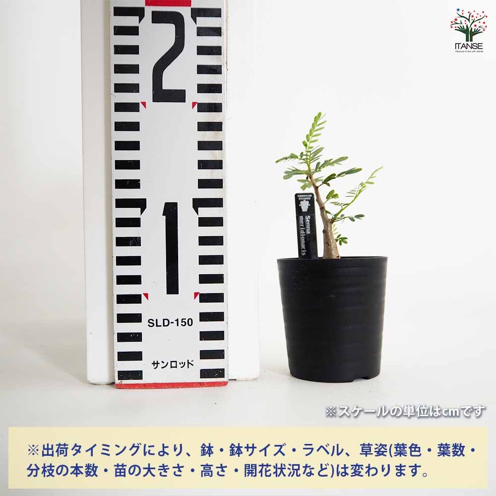 センナ メリディオナリス 【多肉植物 2.5号／1個売り】｜ 【植物の