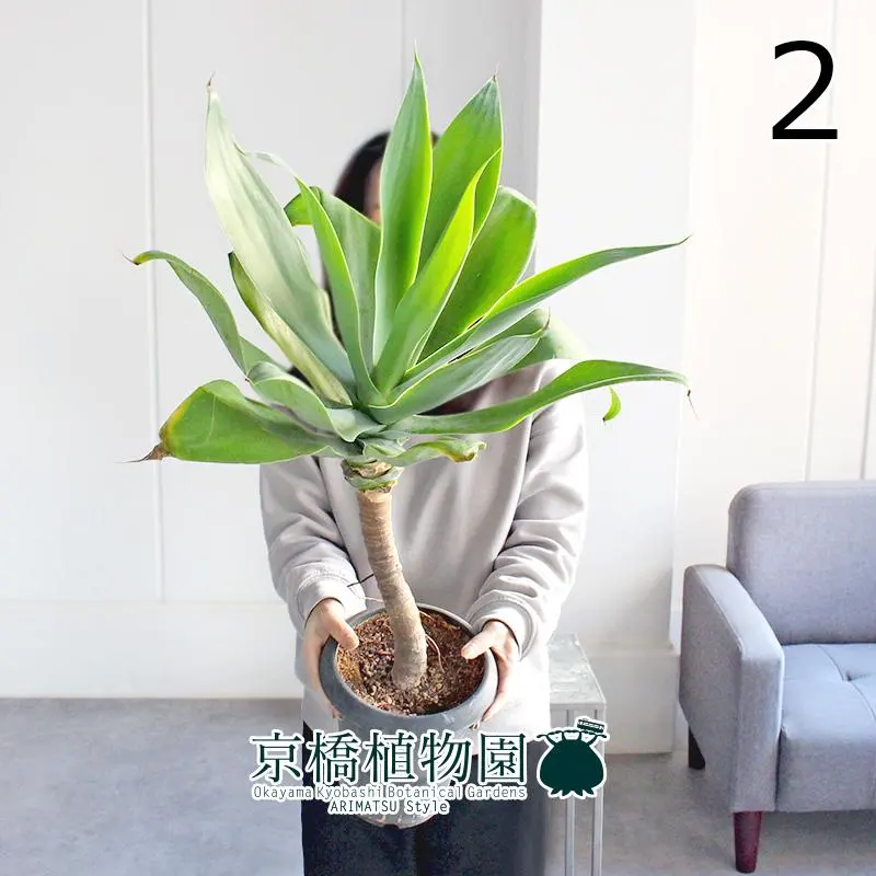 2026年最新】アガベ アテナータ ボーチンブルーの人気アイテム - メルカリ