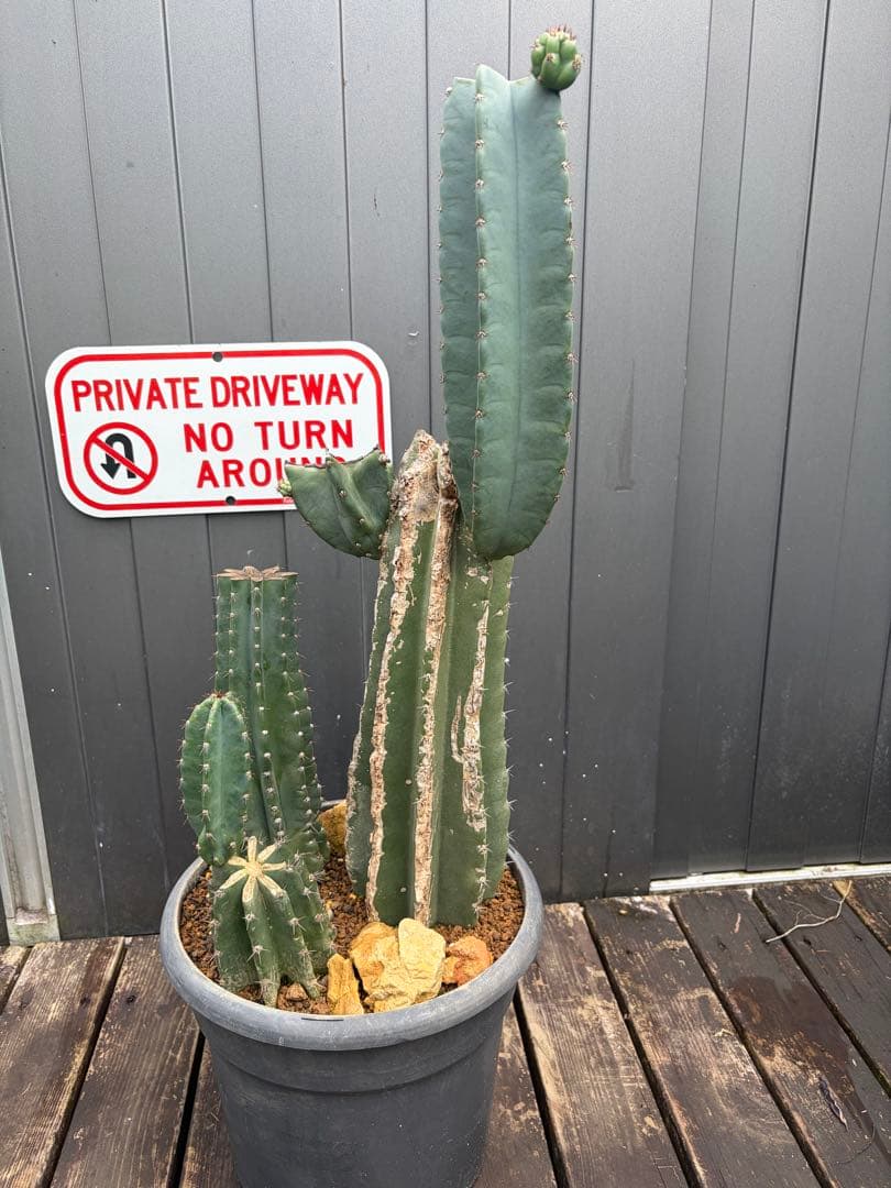 耐寒性強！柱サボテン ワイルド株ブランチ◇南国ドライガーデン多肉
